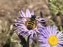 Sericomyia chalcopyga