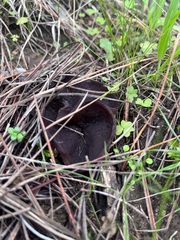 Phylloscypha phyllogena