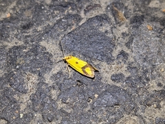 Agapeta zoegana