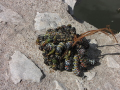 Gonimbrasia belina