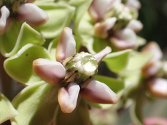 Asclepias elata