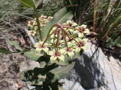 Asclepias elata