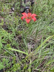 Lilium philadelphicum