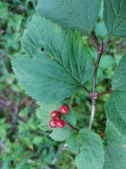Viburnum edule