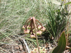 Asclepias elata