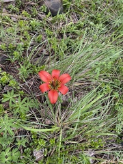 Lilium philadelphicum