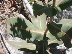Asclepias elata