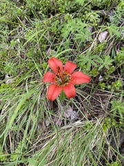 Lilium philadelphicum