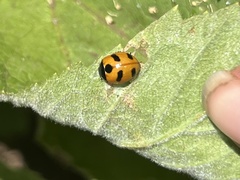 Coccinella monticola
