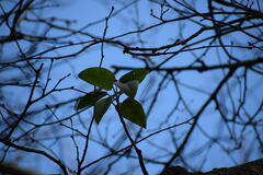 Ficus macrophylla