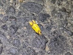 Agapeta zoegana