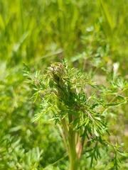 Peucedanum alsaticum