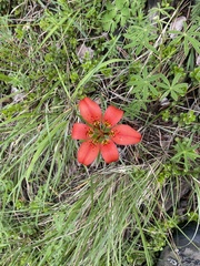 Lilium philadelphicum