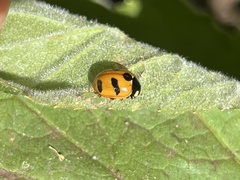 Coccinella monticola