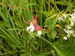Oenothera gaura