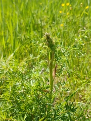 Peucedanum alsaticum