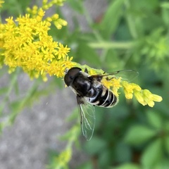 Eristalis dimidiata