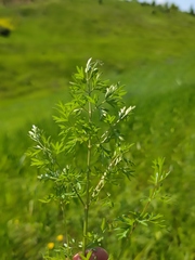 Peucedanum alsaticum