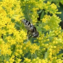 Eristalis dimidiata