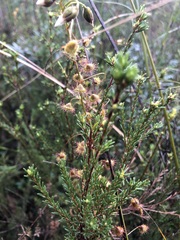 Drosera planchonii