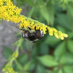 Eristalis dimidiata