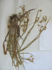 Luzula multiflora multiflora