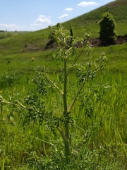 Peucedanum alsaticum