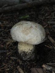 Boletus barrowsii