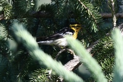 Setophaga fusca