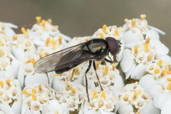 Cheilosia
