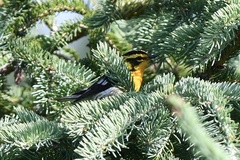 Setophaga fusca