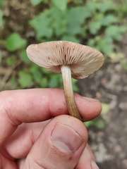 Entoloma strictius