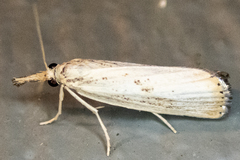 Agriphila vulgivagellus