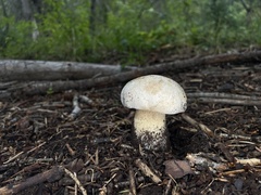 Boletus barrowsii