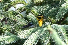 Setophaga fusca