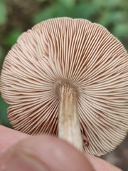 Entoloma strictius