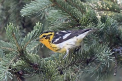 Setophaga fusca
