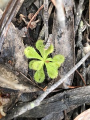 Drosera aberrans