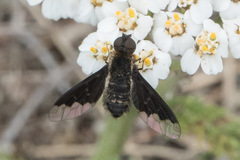 Hemipenthes morioides