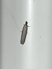 Elasmopalpus lignosella