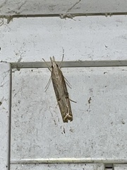 Parapediasia teterrellus