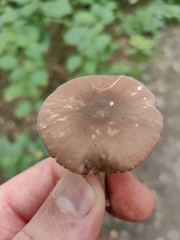 Entoloma strictius