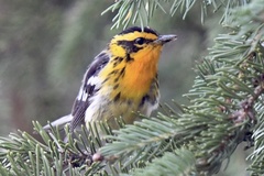 Setophaga fusca