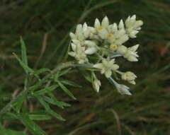 Pseudognaphalium obtusifolium