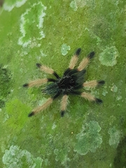 Theraphosidae