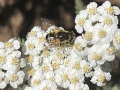 Eristalis hirta
