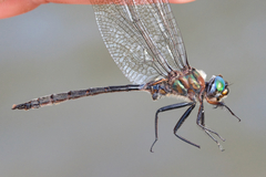 Somatochlora williamsoni