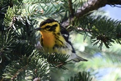 Setophaga fusca