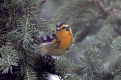Setophaga fusca