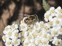 Eristalis hirta
